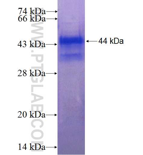 CCNO fusion protein Ag23116 SDS-PAGE