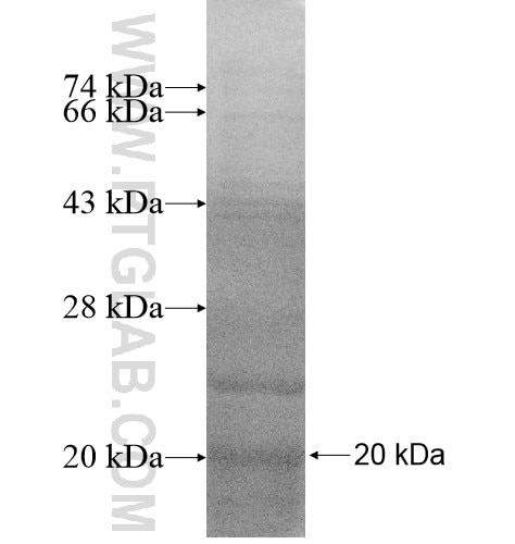 CCNO fusion protein Ag14687 SDS-PAGE