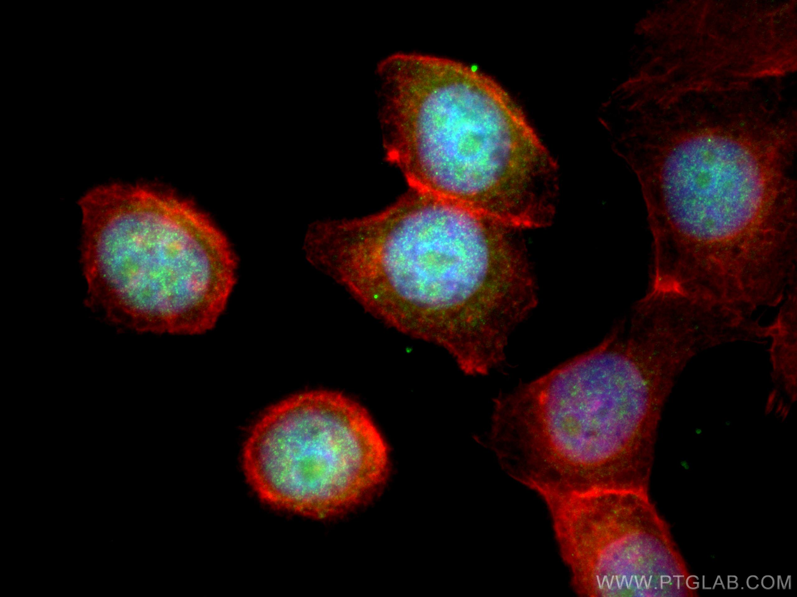 Immunofluorescence (IF) / fluorescent staining of MCF-7 cells using Cyclin T1 Polyclonal antibody (20992-1-AP)