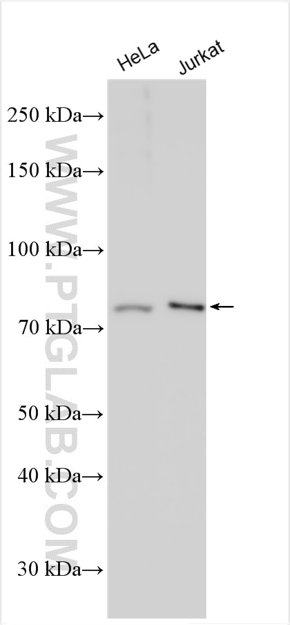 Western Blot (WB) analysis of various lysates using Cyclin T1 Polyclonal antibody (20992-1-AP)