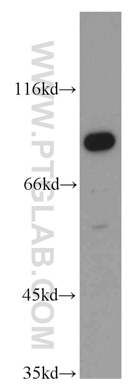 Cyclin T1 Polyclonal antibody