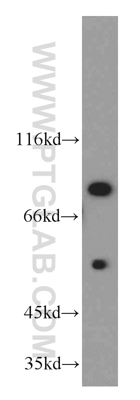 Western Blot (WB) analysis of K-562 cells using Cyclin T1 Polyclonal antibody (20992-1-AP)