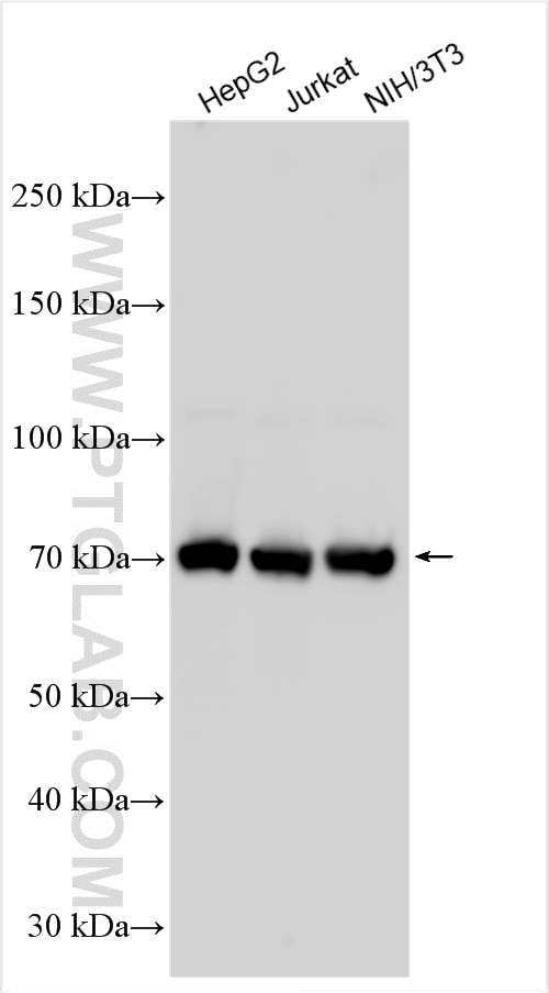 Western Blot (WB) analysis of various lysates using cyclin T2 Polyclonal antibody (21860-1-AP)