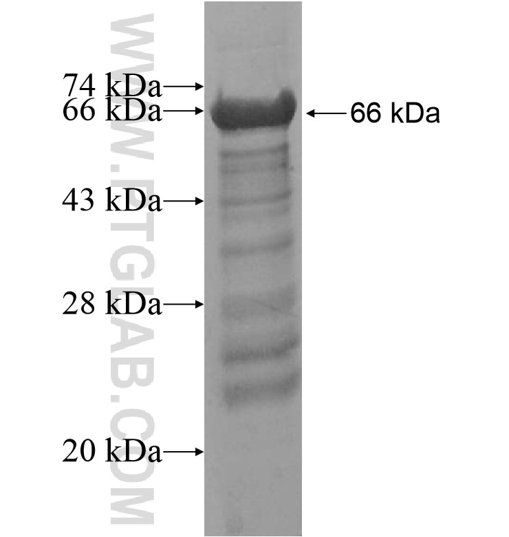 CCNT2 fusion protein Ag16514 SDS-PAGE
