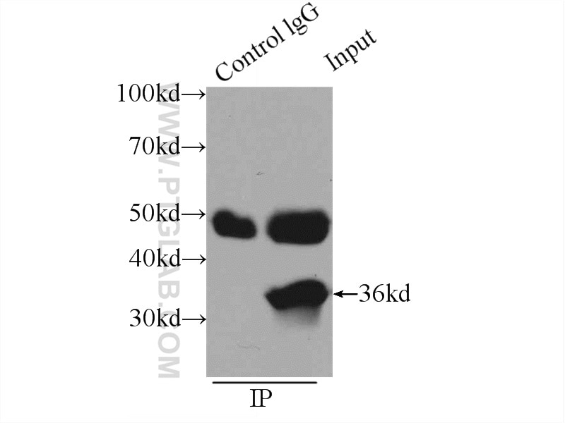 Immunoprecipitation (IP) experiment of K-562 cells using CCNY Polyclonal antibody (18042-1-AP)