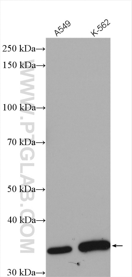 Western Blot (WB) analysis of various lysates using CCNY Polyclonal antibody (18042-1-AP)