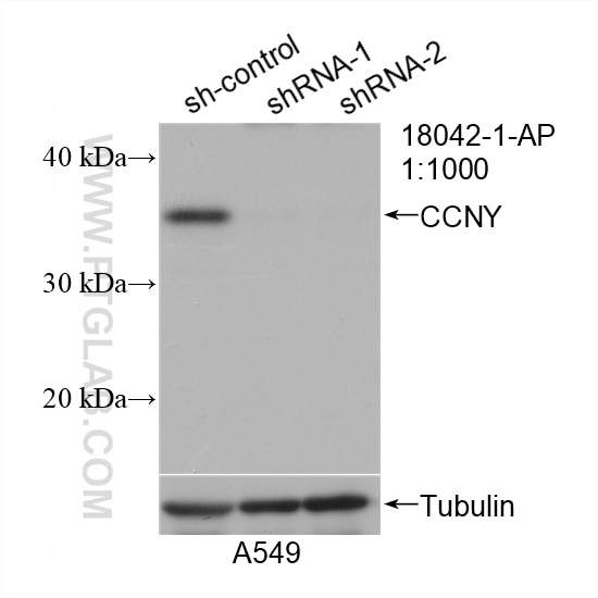 Western Blot (WB) analysis of A549 cells using CCNY Polyclonal antibody (18042-1-AP)