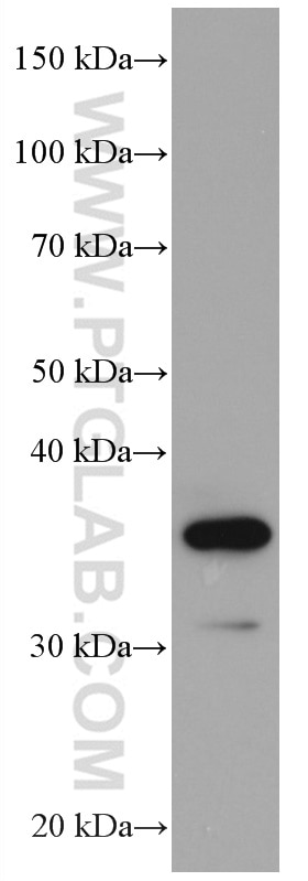 Western Blot (WB) analysis of NIH/3T3 cells using CCNY Monoclonal antibody (66865-1-Ig)