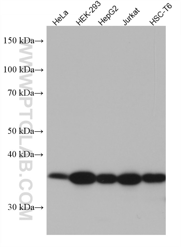Western Blot (WB) analysis of various lysates using CCNY Monoclonal antibody (66865-1-Ig)