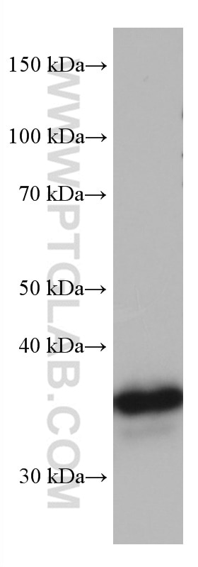 Western Blot (WB) analysis of RAW 264.7 cells using CCNY Monoclonal antibody (66865-1-Ig)