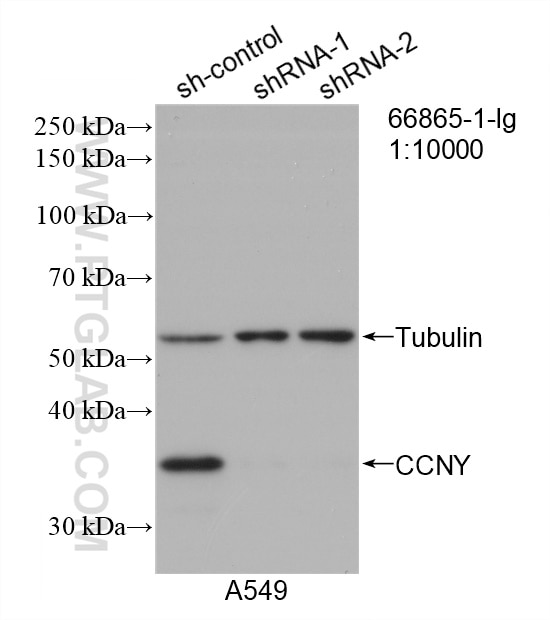 Western Blot (WB) analysis of A549 cells using CCNY Monoclonal antibody (66865-1-Ig)