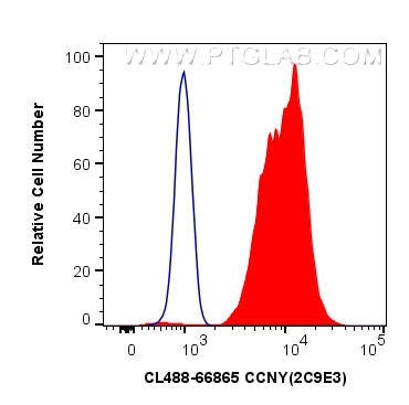 Flow cytometry (FC) experiment of HEK-293 cells using CoraLite® Plus 488-conjugated CCNY Monoclonal anti (CL488-66865)