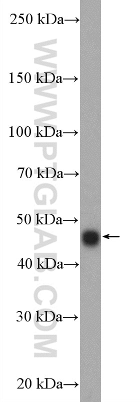 Western Blot (WB) analysis of THP-1 cells using CCNYL1 Polyclonal antibody (26970-1-AP)