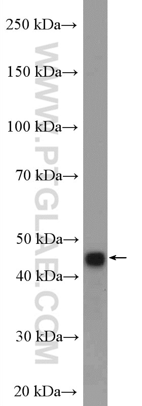 Western Blot (WB) analysis of fetal human brain tissue using CCNYL1 Polyclonal antibody (26970-1-AP)