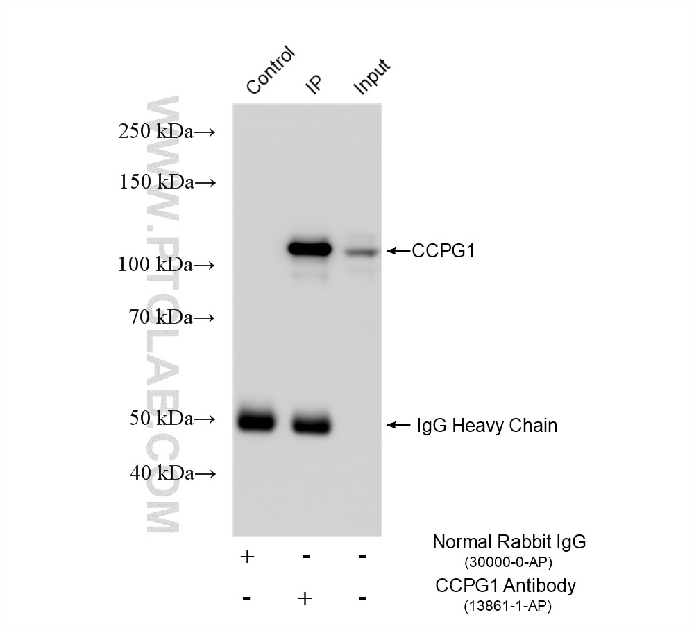 Immunoprecipitation (IP) experiment of HepG2 cells using CCPG1 Polyclonal antibody (13861-1-AP)