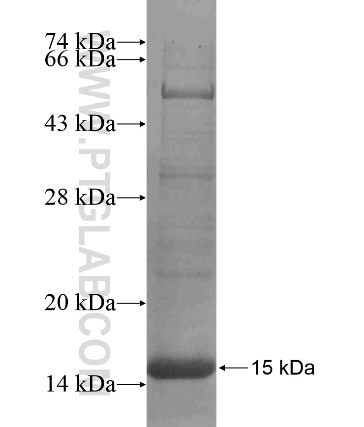 CCR10 fusion protein Ag17212 SDS-PAGE