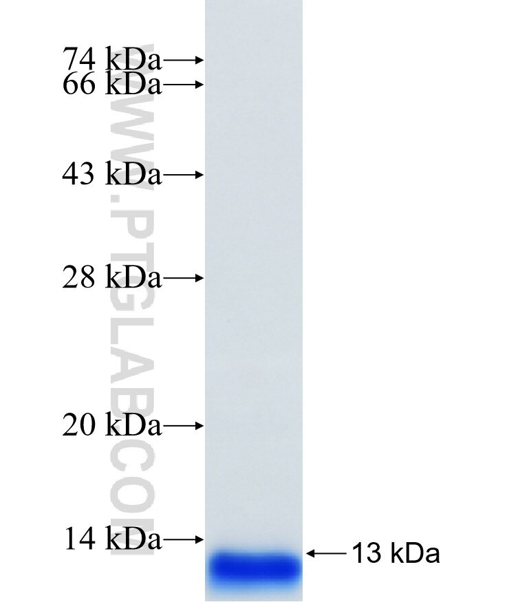 CCR2 fusion protein Ag33120 SDS-PAGE CCR2 fusion protein Ag33120 SDS-PAGE