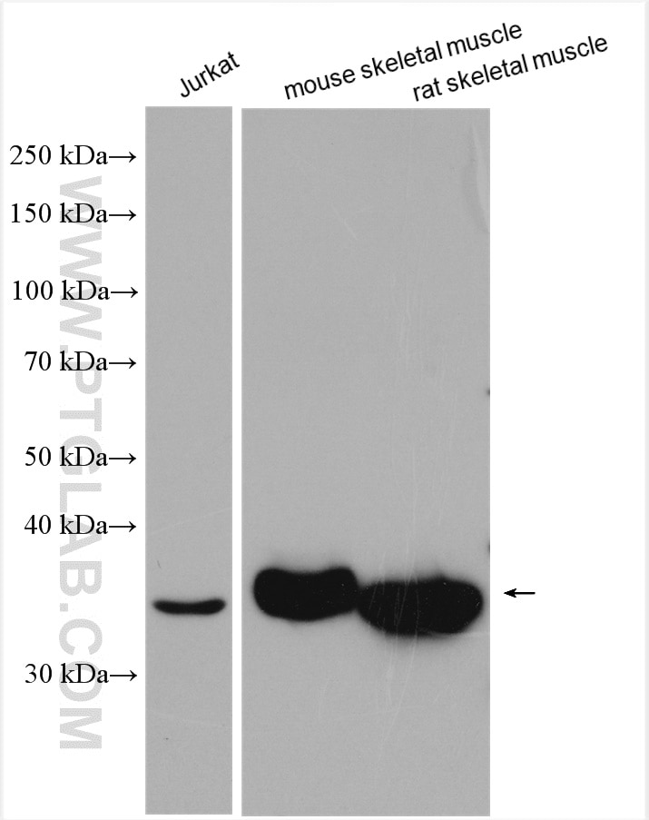 Western Blot (WB) analysis of various lysates using CCR2a-specific Polyclonal antibody (16153-1-AP)