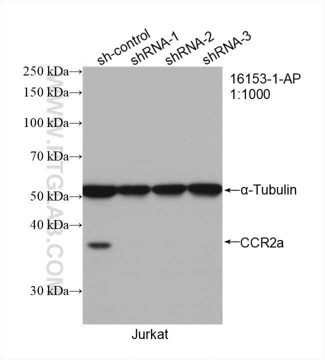 Western Blot (WB) analysis of Jurkat cells using CCR2a-specific Polyclonal antibody (16153-1-AP)