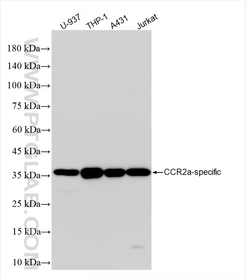 Western Blot (WB) analysis of various lysates using CCR2a-specific Recombinant antibody (84911-3-RR)
