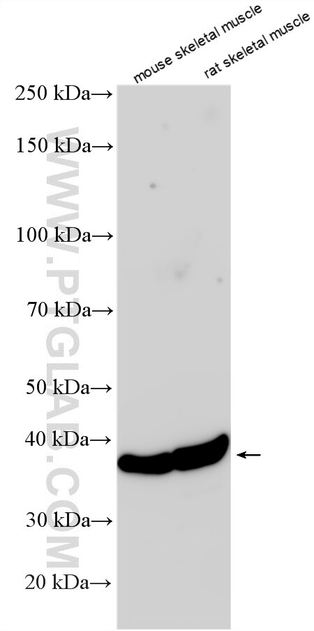 WB analysis using RMX00052 Western Blot (WB) analysis of various lysates using Multi-rAb® CCR2a-specific Multi-Recombinant antibo (RMX00052)