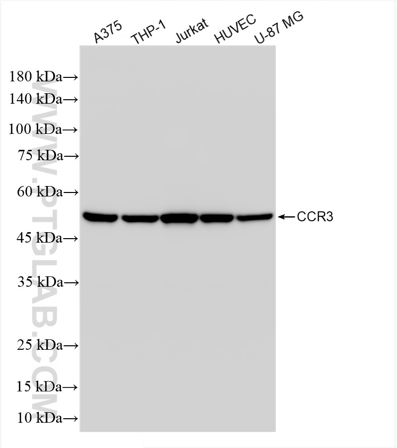 CCR3