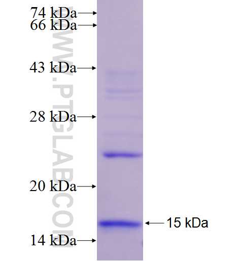 CCR3 fusion protein Ag27235 SDS-PAGE