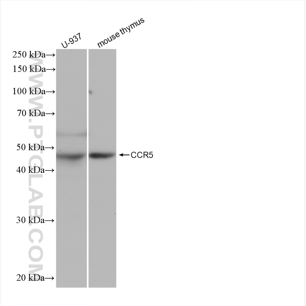 WB analysis using 82942-1-RR