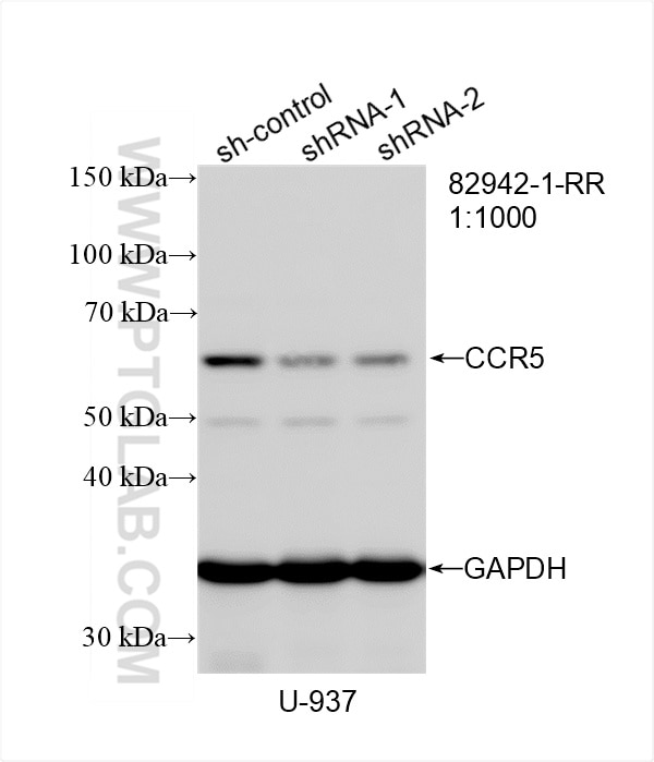 Western Blot (WB) analysis of U-937 cells using CCR5 Recombinant monoclonal antibody (82942-1-RR)