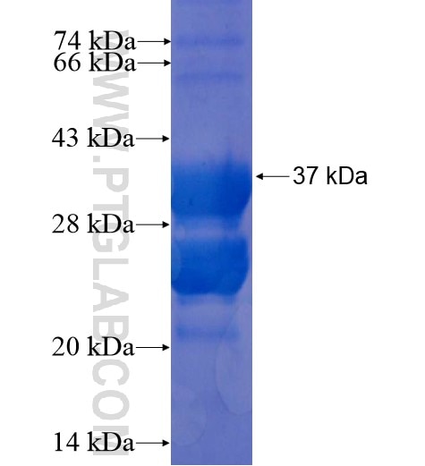 CCR5 fusion protein Ag11493 SDS-PAGE