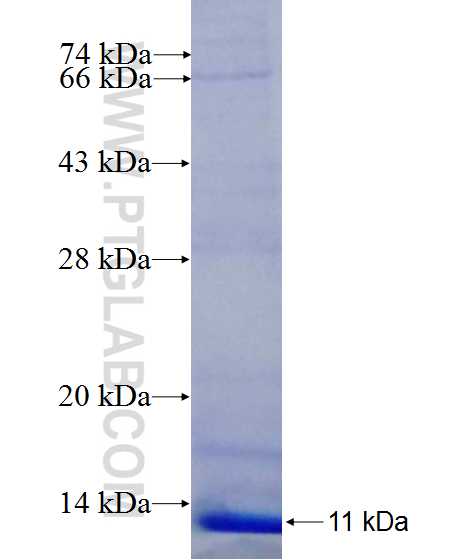 CCR6 fusion protein Ag24195 SDS-PAGE