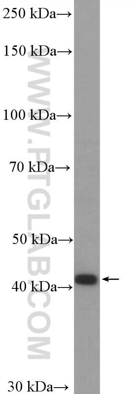 Western Blot (WB) analysis of MCF-7 cells using CCR7 Polyclonal antibody (25898-1-AP)