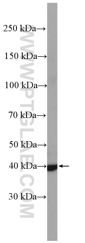 Western Blot (WB) analysis of C6 cells using CCR7 Polyclonal antibody (25898-1-AP)