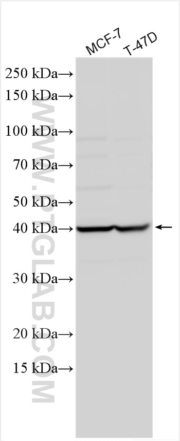 Western Blot (WB) analysis of various lysates using CCR7 Polyclonal antibody (25898-1-AP)