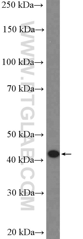 Western Blot (WB) analysis of K-562 cells using CCR7 Polyclonal antibody (25898-1-AP)