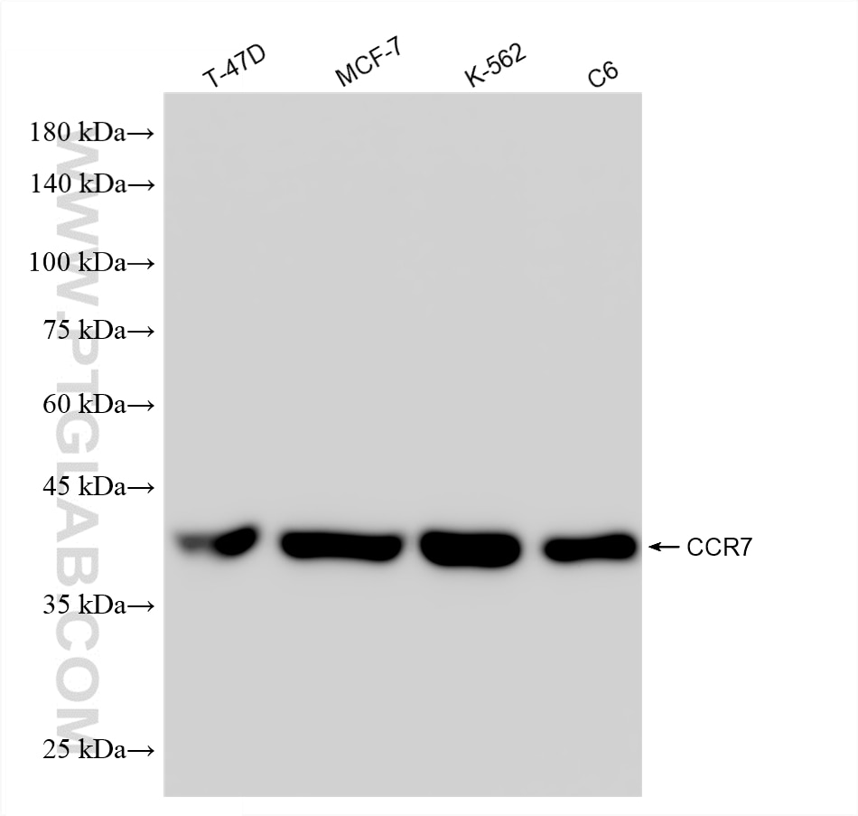 WB analysis using 86180-5-RR (same clone as 86180-5-PBS) Western Blot (WB) analysis of various lysates using CCR7 Recombinant monoclonal antibody (86180-5-RR)