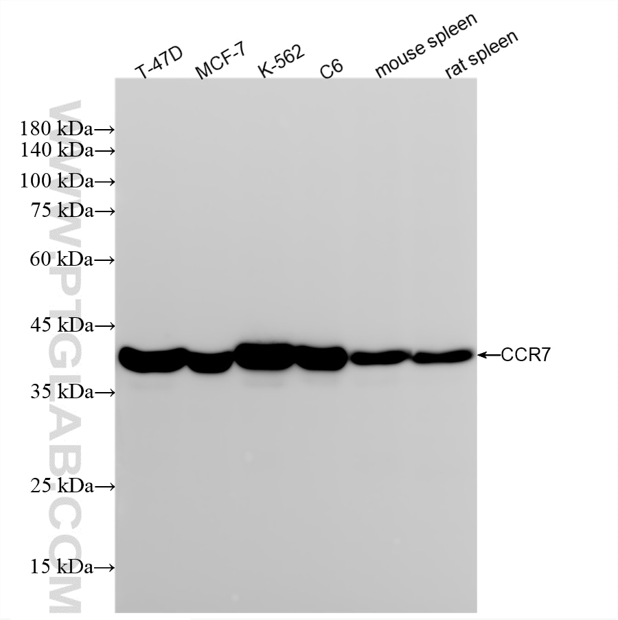 WB analysis using 86180-5-RR (same clone as 86180-5-PBS) Western Blot (WB) analysis of various lysates using CCR7 Recombinant monoclonal antibody (86180-5-RR)