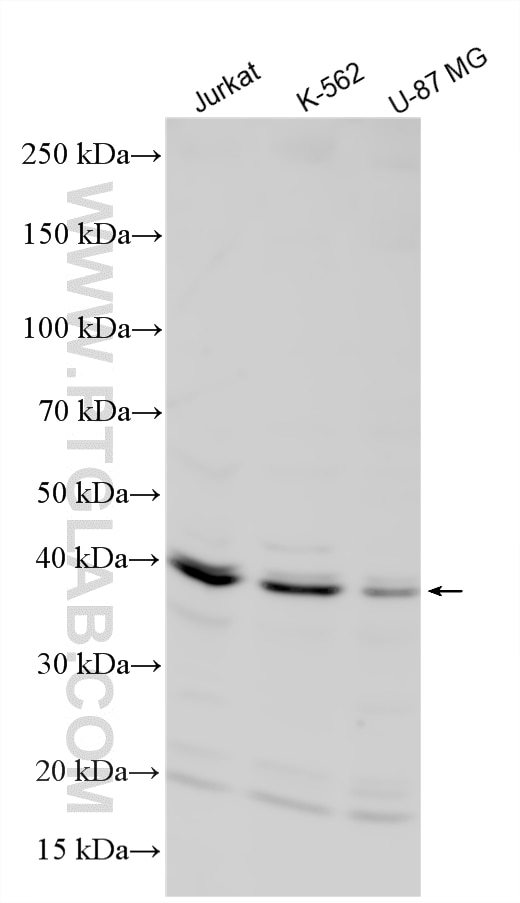 Western Blot (WB) analysis of various lysates using CCR9 Polyclonal antibody (21018-1-AP)