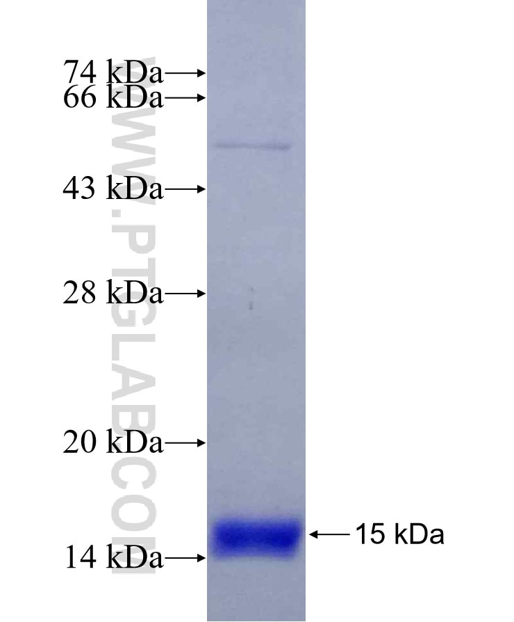 CCR9 fusion protein Ag30128 SDS-PAGE