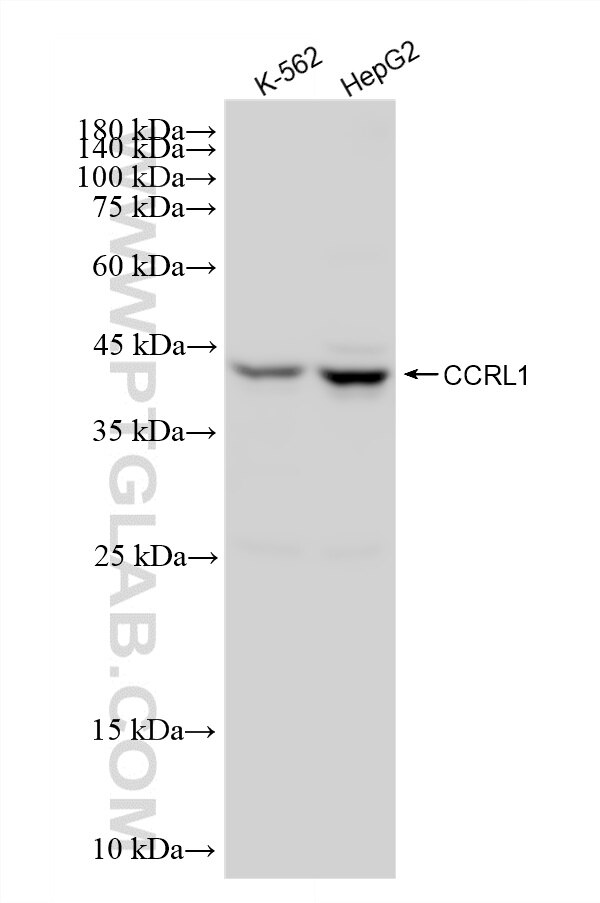 Western Blot (WB) analysis of various lysates using CCRL1 Recombinant monoclonal antibody (87796-1-RR)