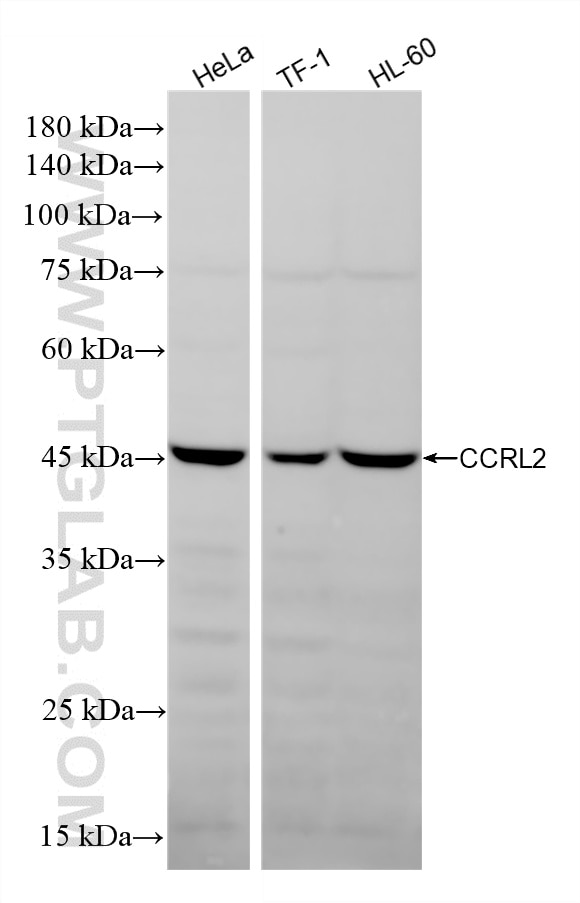 Western Blot (WB) analysis of various lysates using CCRL2 Recombinant monoclonal antibody (87505-1-RR)