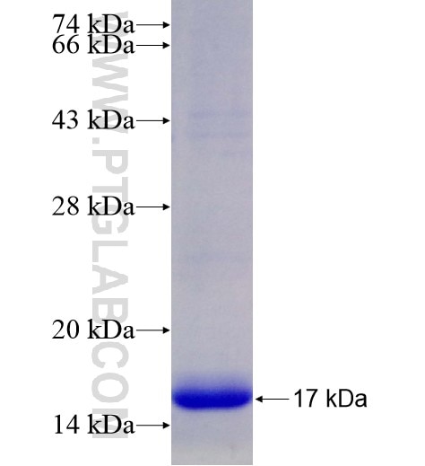 CCRL2 fusion protein Ag28366 SDS-PAGE