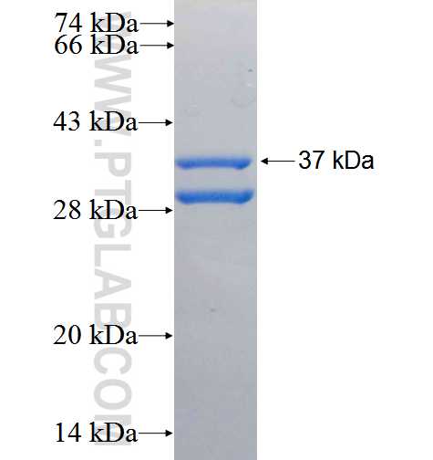 CCRL2 fusion protein Ag4045 SDS-PAGE