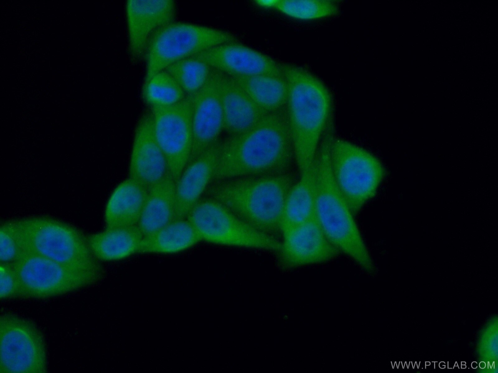 Immunofluorescence (IF) / fluorescent staining of HepG2 cells using CCS Polyclonal antibody (22802-1-AP)