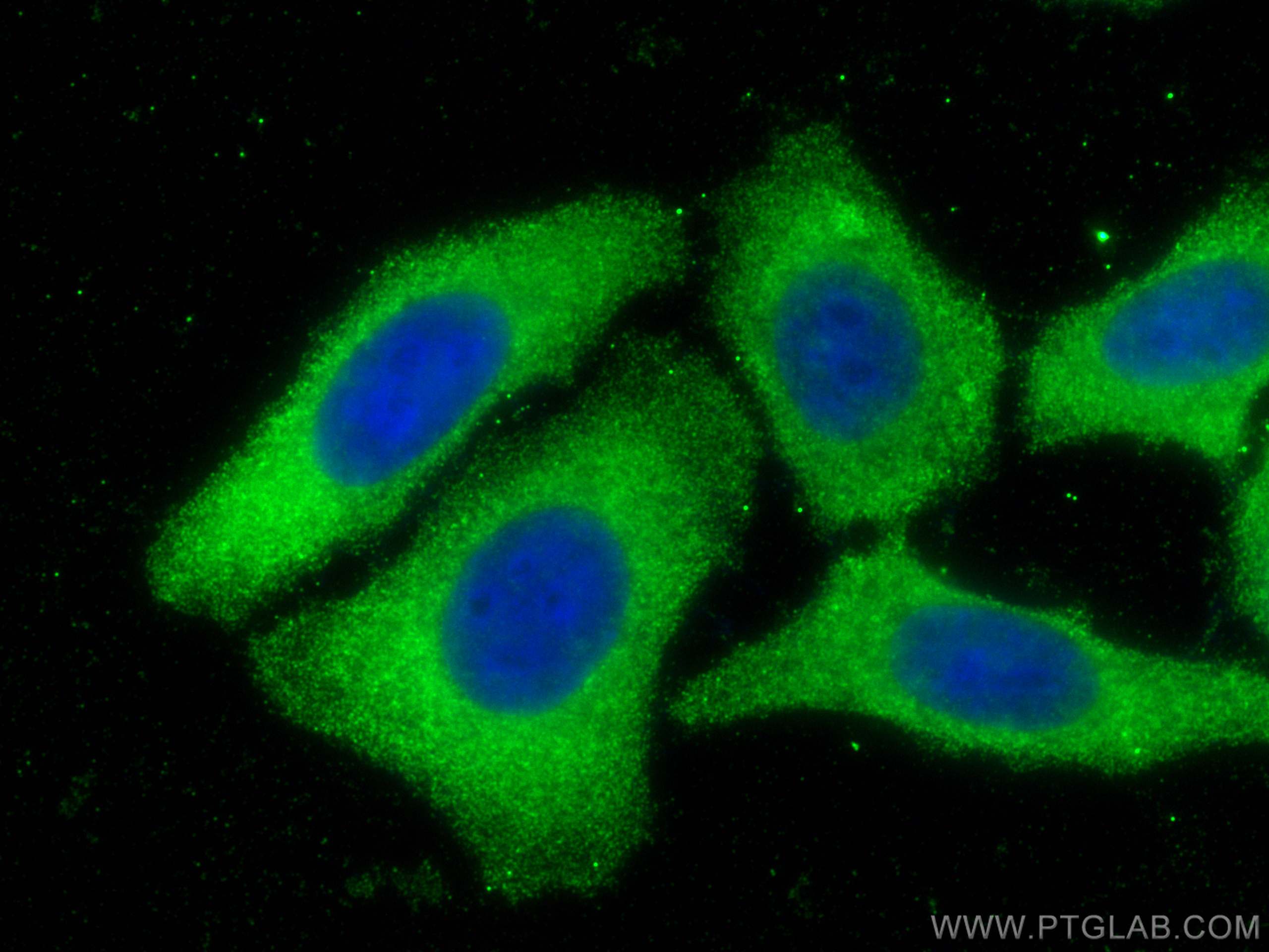 Immunofluorescence (IF) / fluorescent staining of HepG2 cells using CCS Monoclonal antibody (68341-1-Ig)