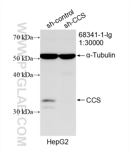 Western Blot (WB) analysis of HepG2 cells using CCS Monoclonal antibody (68341-1-Ig)