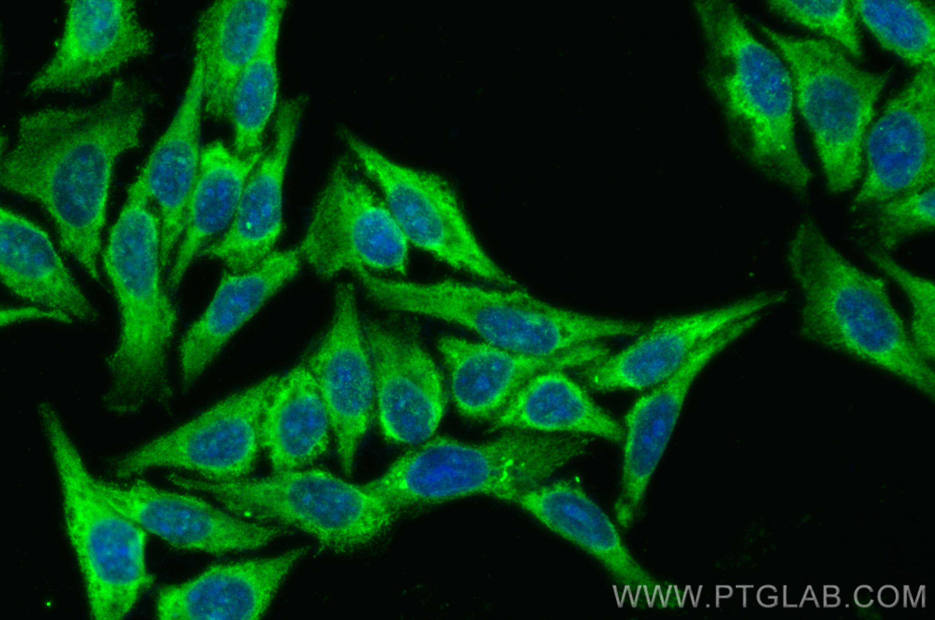 Immunofluorescence (IF) / fluorescent staining of HepG2 cells using CoraLite® Plus 488-conjugated CCS Monoclonal antib (CL488-68341)