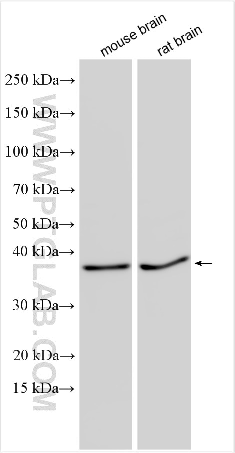Western Blot (WB) analysis of various lysates using CCSAP Polyclonal antibody (28644-1-AP)