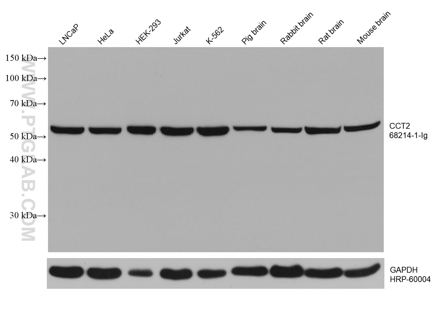 Western Blot (WB) analysis of various lysates using CCT2 Monoclonal antibody (68214-1-Ig)