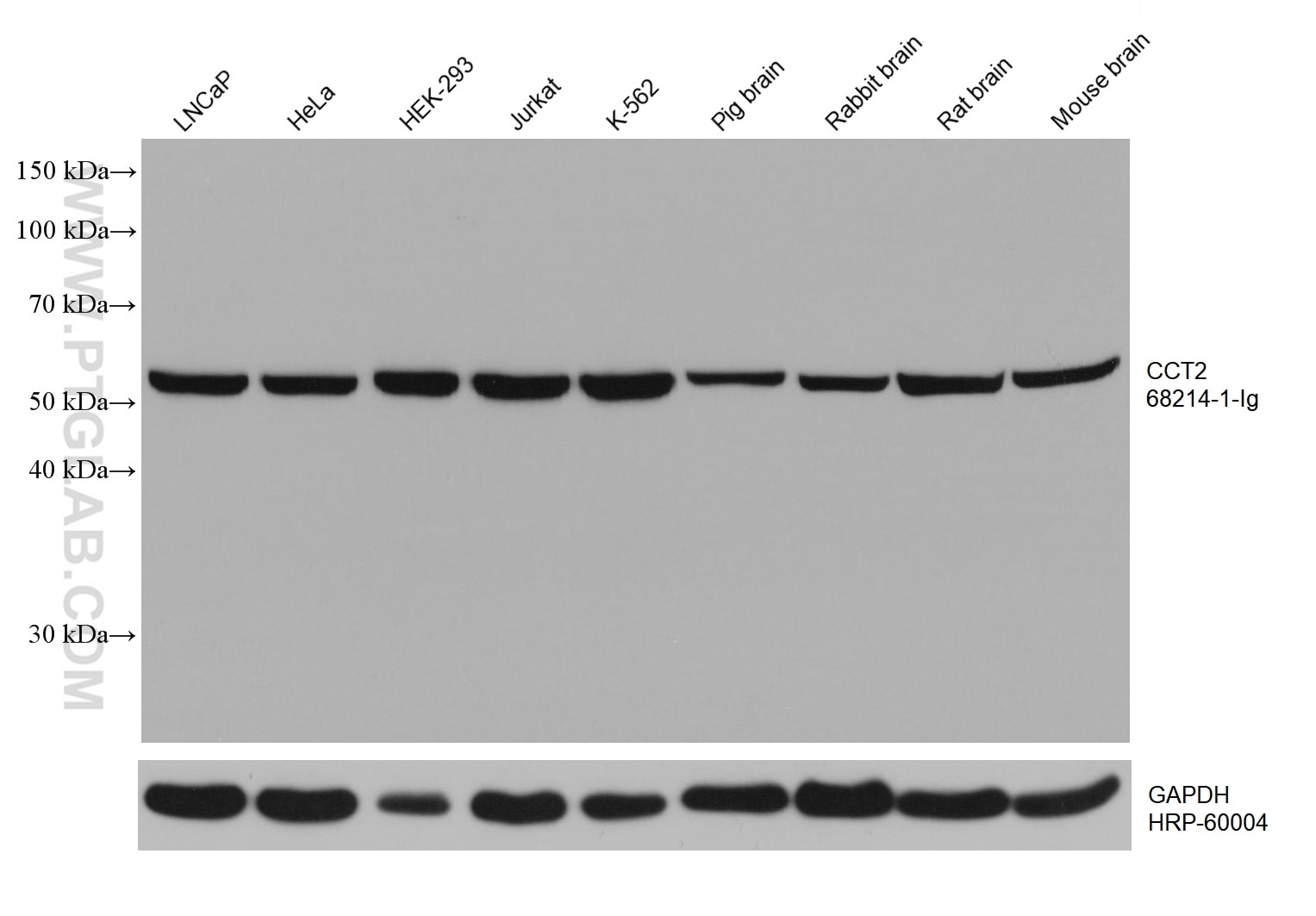 WB analysis using 68214-1-Ig